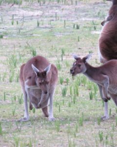 My First Kangaroo in Australia, many and Irish person puts up a picture.
