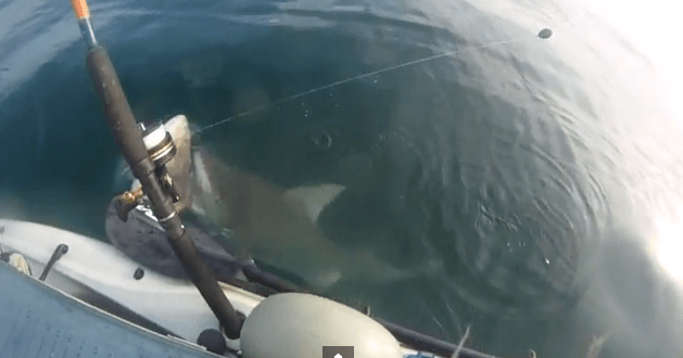 Kayaker gets a surprise visit from a shark YouTube