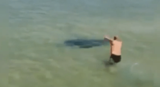 Man picks fight with stingray on Gold Coast YouTube