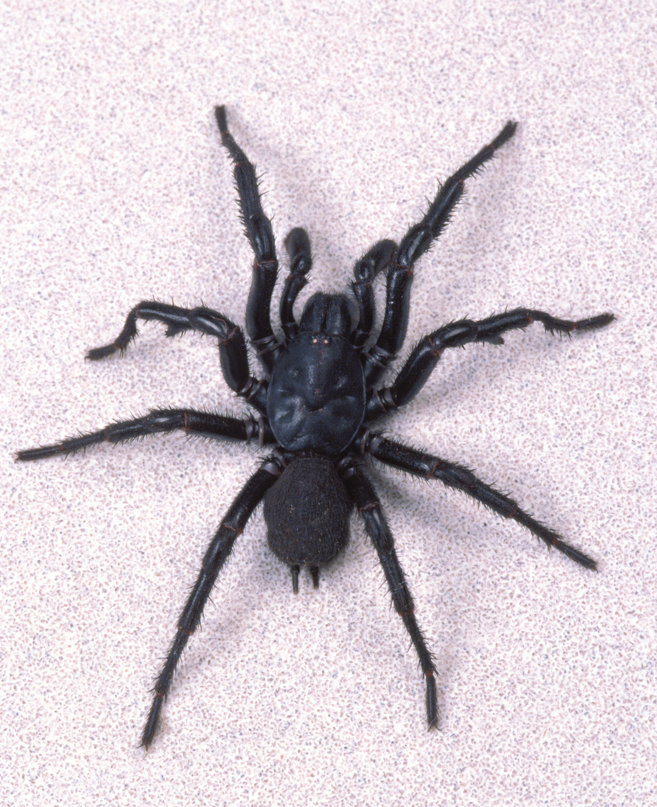 Male funnel spider one of the most dangerous spiders in Australia