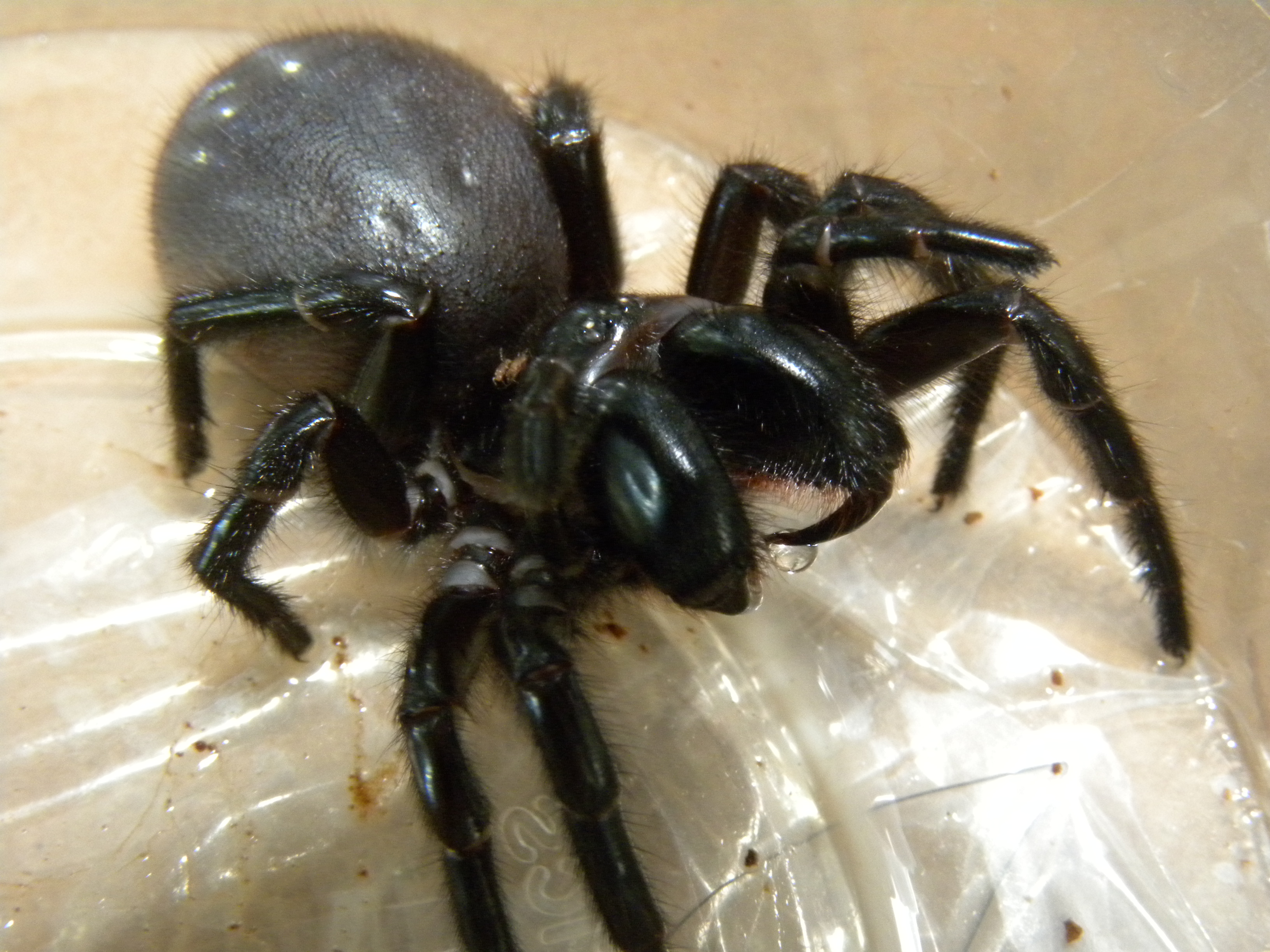 The New South Wales, particularly in forests and urban areas. Sydney-Funnel Web Spiders have been found in backyards and swimming pools and can be quiet aggressive when threatened.