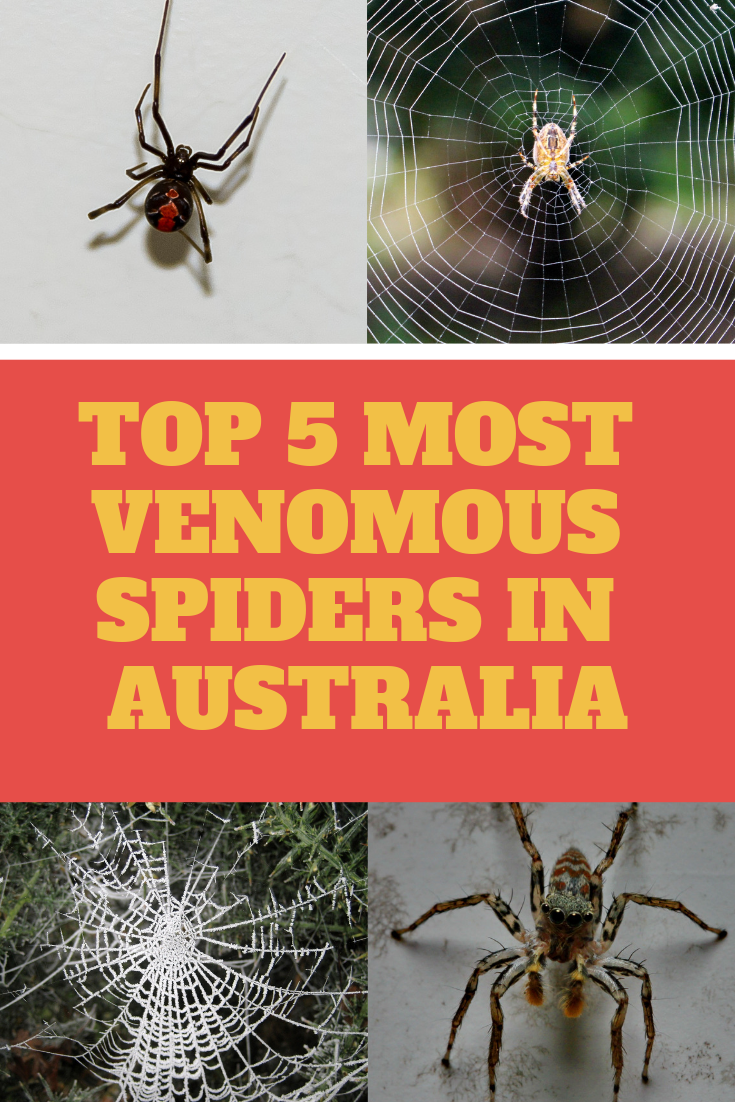 Most Venomous Spiders in Australia