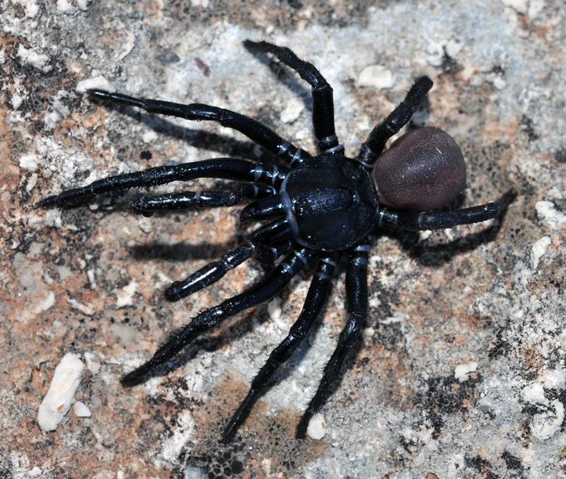 Trap door spider