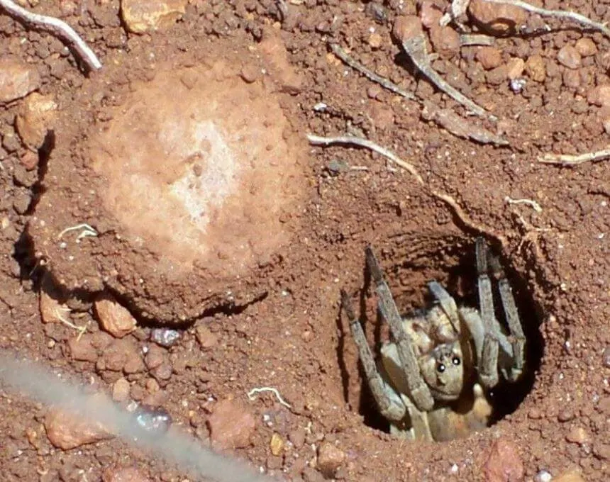 Picture of a trap door spider waiting in it's trap hole.
