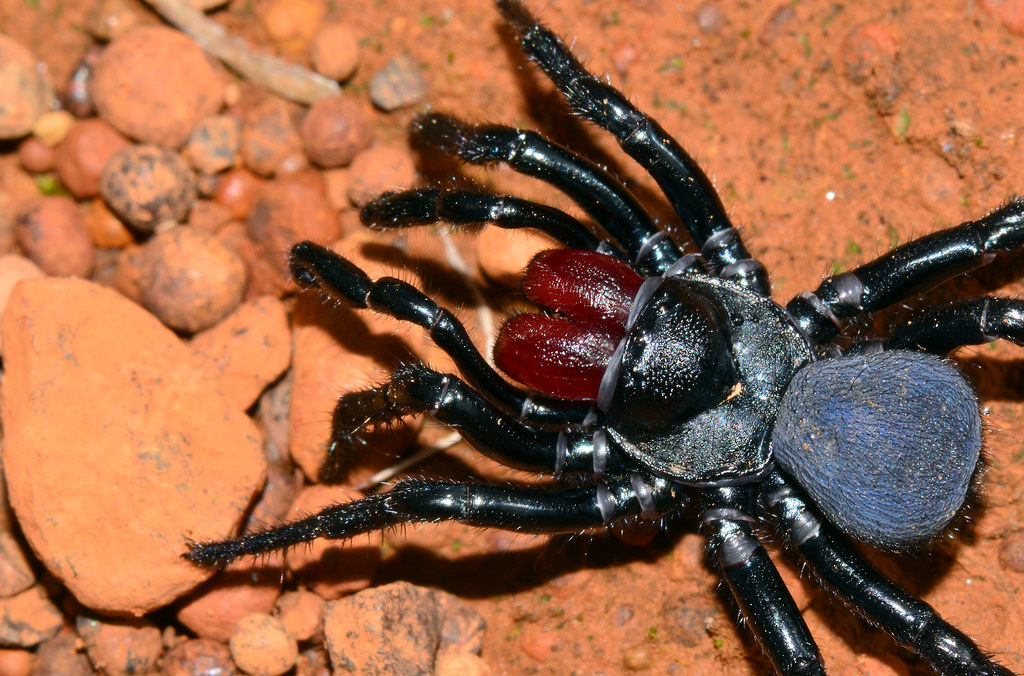 Picture of the male mouse spider
