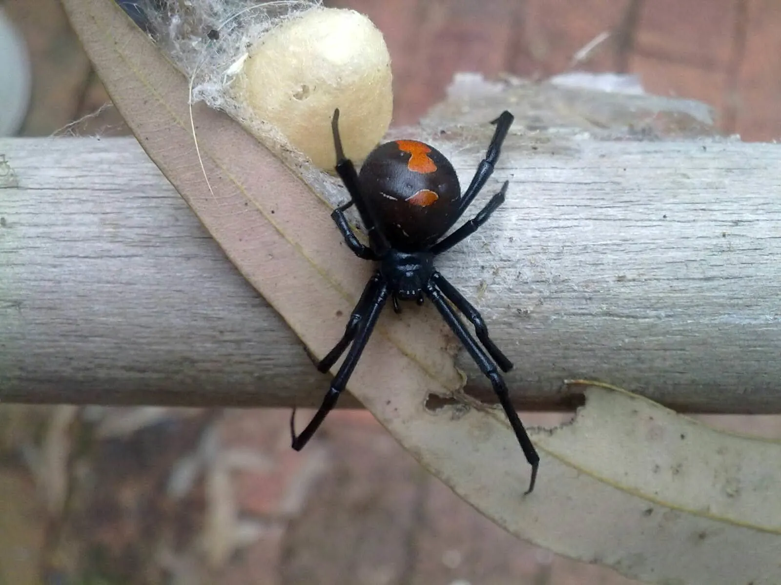 Red back spider one of the most dangerous spiders in Australia