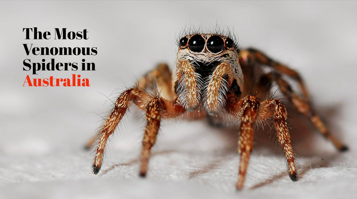 top 10 most poisonous spiders