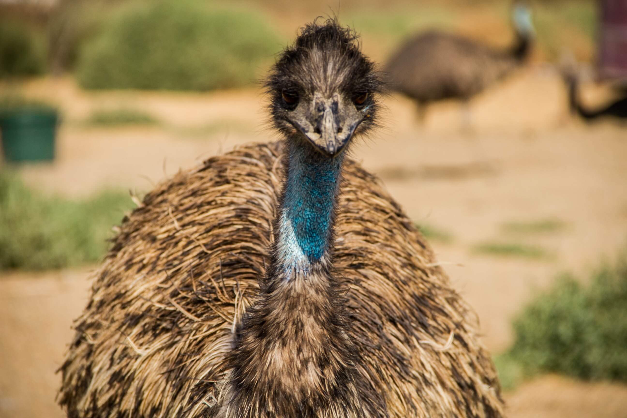 An Emu on the great ocean road