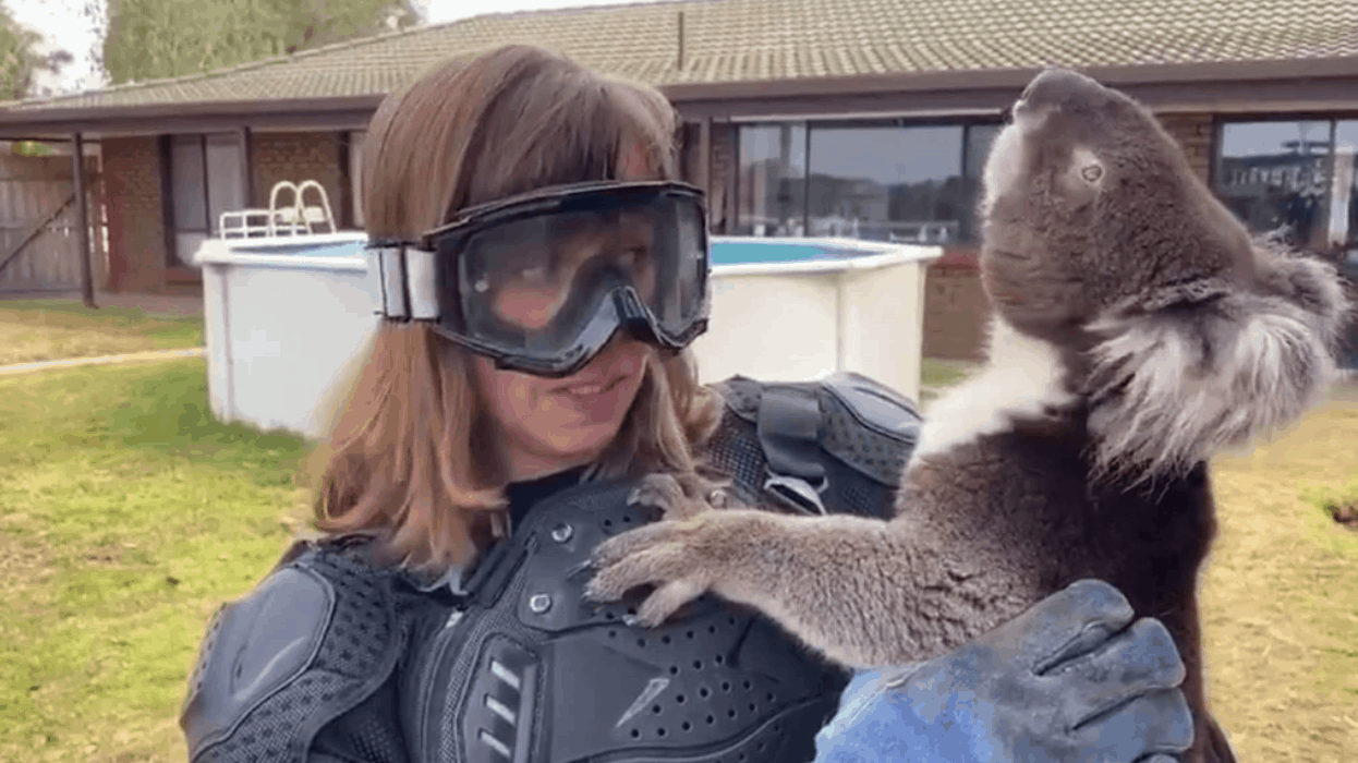 drop bears are real Archives Irish Around Oz